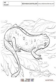 Semender boyama sayfaları